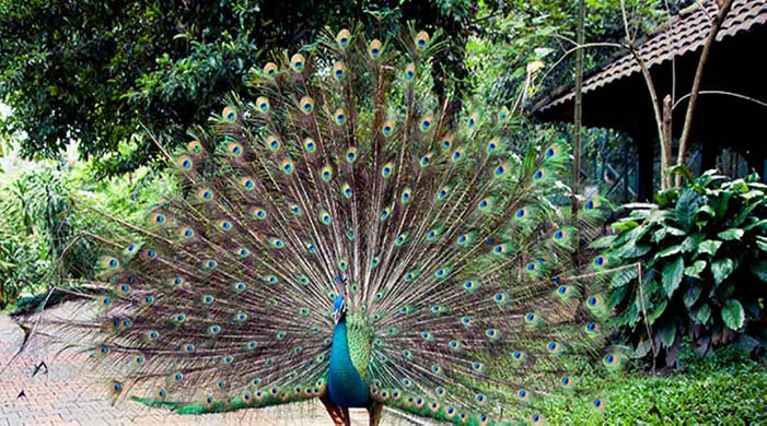 باغ پرندگان