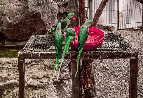 باغ پرندگان