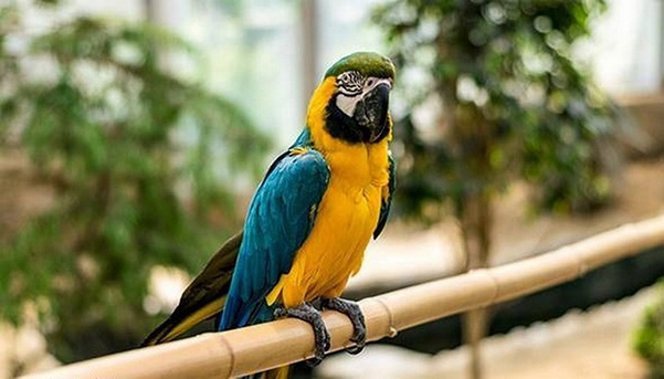 باغ پرندگان