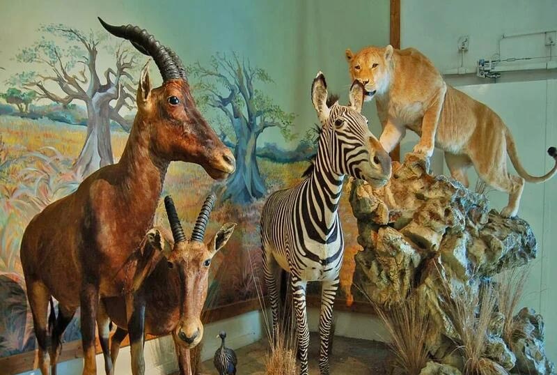 موزه طبیعت و حیات وحش دارآباد